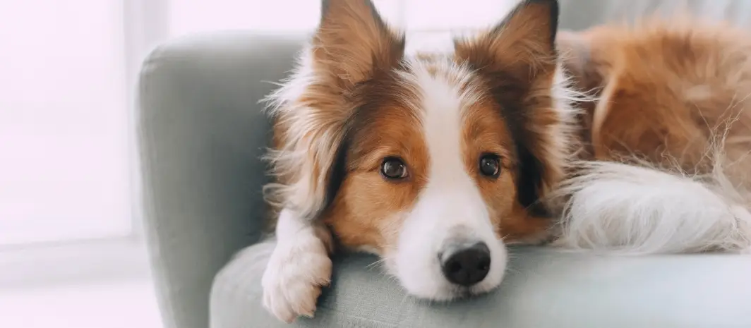 Read This if Your Dog Struggles