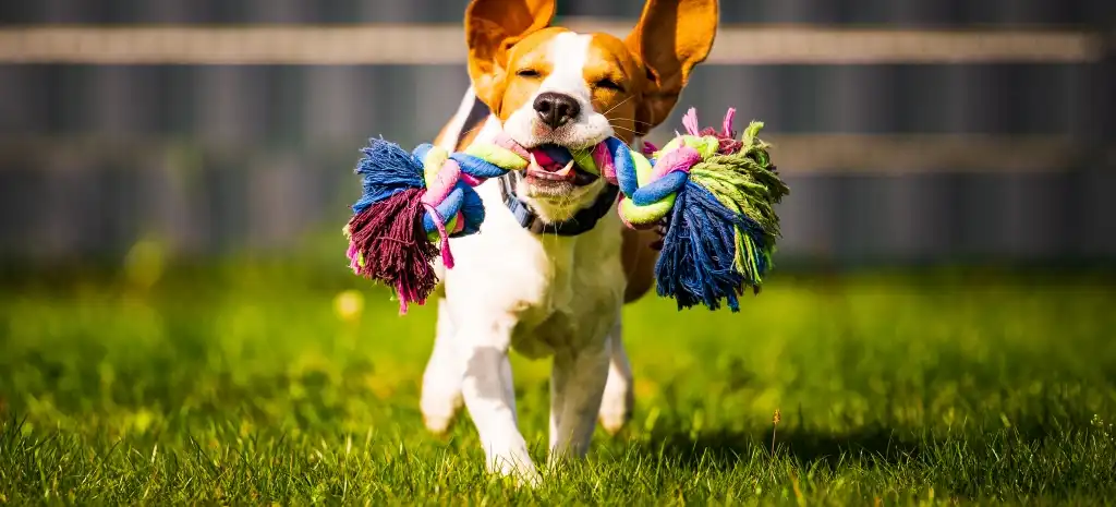 Dog with rope toy
