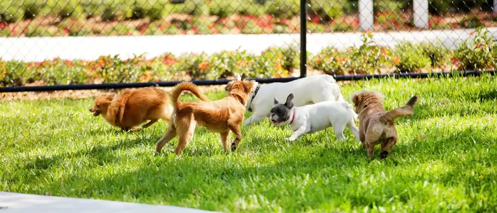 Dogs running and playing