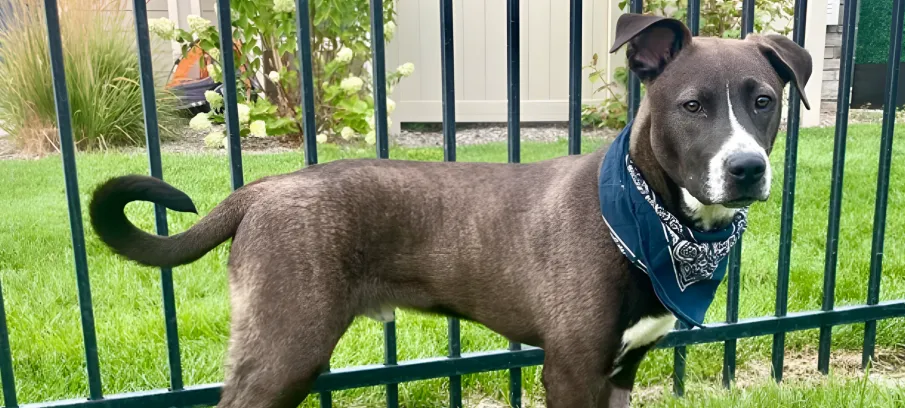 Read This if Your Dog Struggles
