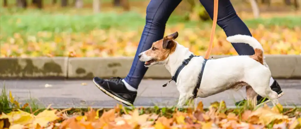 Dog wearing harness