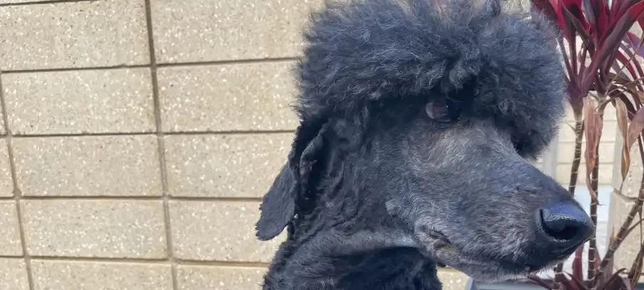 if your pet is older than 5 read this