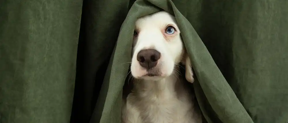 Dog covering its ears