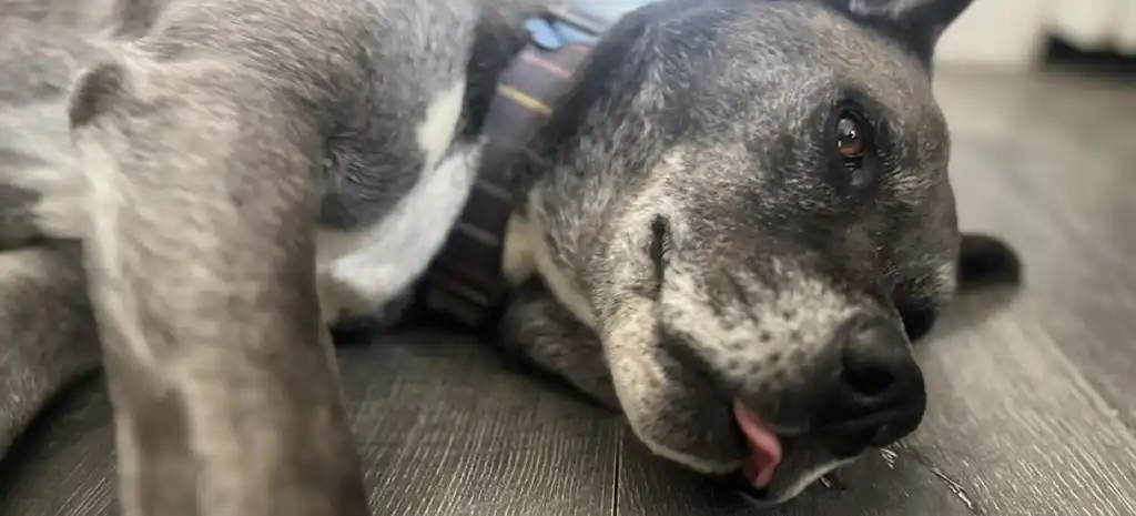 If your pet is older than 5 read this