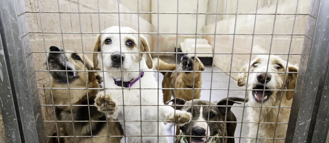 Dogs in a kill shelter
